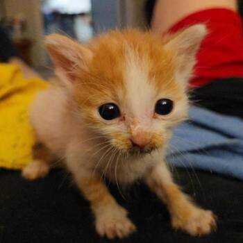 Intrepid -  Domestic Short Hair Cat for Adoption in San Antonio, Texas - Intrepid | PetCurious
