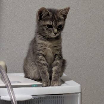 Jolene -  Domestic Short Hair Cat for Adoption in Washougal, Washington - Jolene | PetCurious