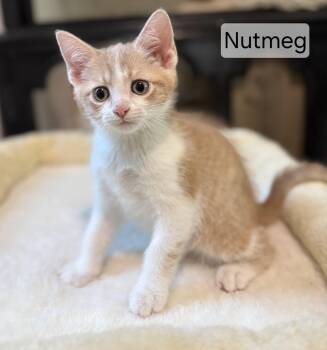 Nutmeg -  Domestic Short Hair Cat for Adoption in Aurora, Nebraska - Nutmeg | PetCurious