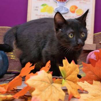 Rescue Domestic Medium Hair Cats for Adoption in Graham, Washington - REESE | PetCurious