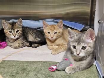 The Under the Sea Kittens -  Domestic Short Hair Cat for Adoption in Stratford, Connecticut - The Under The Sea Kittens | PetCurious