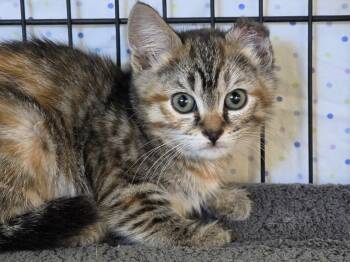 BARN CATS (Juveniles) -  Domestic Short Hair and Domestic Medium Hair Cat for Adoption in Republic, Washington - BARN CATS (Juveniles) | PetCurious