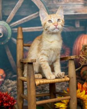 Rescue Domestic Short Hair Cats for Adoption in Lapeer, Michigan - Morton | PetCurious