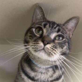 Tiger -  Domestic Short Hair Cat Available for Adoption in Wantagh, New York - Tiger | PetCurious