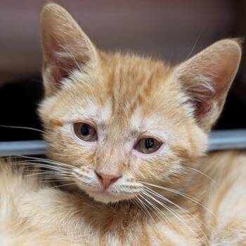Terra -  Domestic Short Hair Cat for Adoption in Jefferson, Wisconsin - Terra | PetCurious