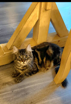 Rescue Domestic Medium Hair Cats for Adoption in Vancouver, Washington - Dean (Pierre) | PetCurious