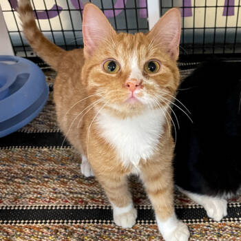 Rescue Domestic Short Hair Cats for Adoption in Des Moines, Iowa - Kenai | PetCurious