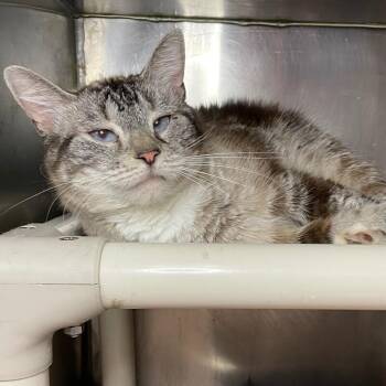 Kiki (Cat 24) -  Domestic Short Hair Cat for Adoption in Roanoke, Virginia - Kiki (Cat 24) | PetCurious