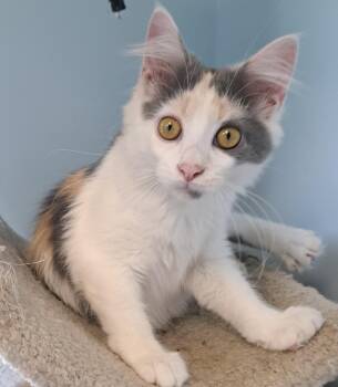 Rescue Domestic Short Hair Cats for Adoption in Shelbyville, Kentucky - Fabi | PetCurious