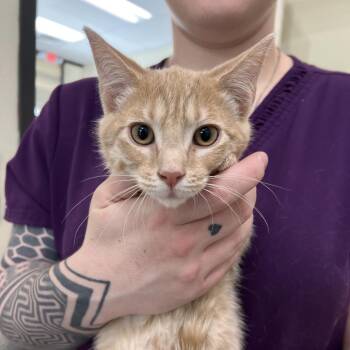 Domestic Short Hair Cats Available for Adoption in Las Vegas, Nevada - Chalupa | PetCurious