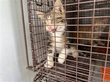 A657104 -  Domestic Short Hair Cat for Adoption in Houston, Texas - A657104 | PetCurious