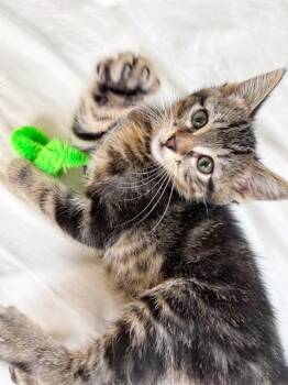 ROBIN -  Domestic Short Hair Cat for Adoption in Omaha, Nebraska - ROBIN | PetCurious