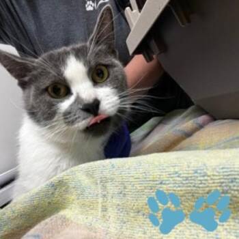 Tiara -  Domestic Short Hair Cat for Adoption in Sacramento, California - Tiara | PetCurious