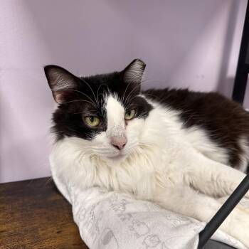 Minnie -  Domestic Medium Hair Cat for Adoption in Boston, Massachusetts - Minnie | PetCurious