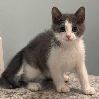 Penny -  Domestic Short Hair Cat for Adoption in Madison, Wisconsin - Penny | PetCurious