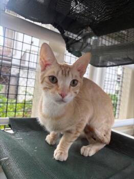 Carson -  Domestic Short Hair Cat for Adoption in Honolulu, Hawaii - Carson | PetCurious