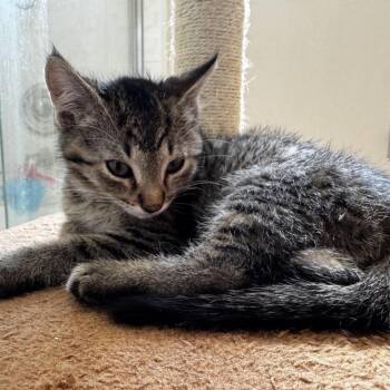 Cookie -  Domestic Short Hair Cat for Adoption in Fresno, California - Cookie | PetCurious
