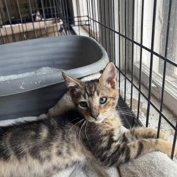 Wyatt -  Domestic Short Hair Cat for Adoption in Hammond, Louisiana - Wyatt | PetCurious