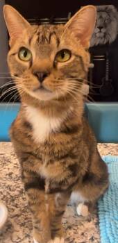 Domestic Short Hair Cats Available for Adoption in Phoenix, Arizona - Mr. Linda | PetCurious