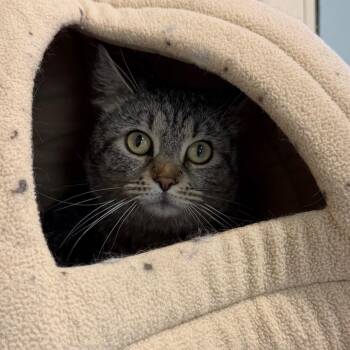 Domestic Short Hair Cats Available for Adoption in Lakewood, Colorado - Lola | PetCurious