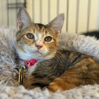 NCR8896 BITSY -  Domestic Short Hair Cat for Adoption in Port Washington, New York - NCR8896 BITSY | PetCurious