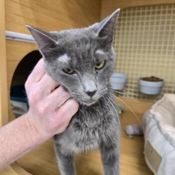 Squeakers -  Domestic Short Hair Cat for Adoption in Granville, Ohio - Squeakers | PetCurious
