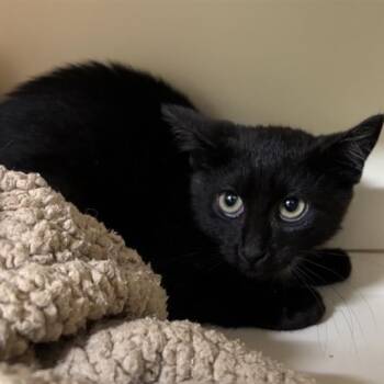 Ricotta -  Domestic Short Hair Cat for Adoption in Prince Frederick, Maryland - Ricotta | PetCurious