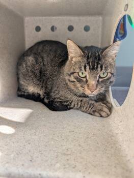 Rescue Domestic Short Hair and Tiger Cats for Adoption - Marty McFly | PetCurious