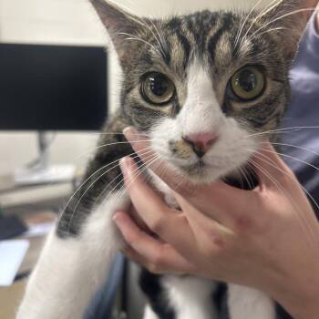 Domestic Short Hair Cats Available for Adoption - Socks | PetCurious