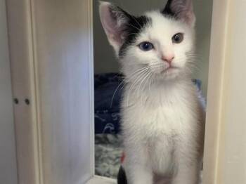 ROXY -  Domestic Short Hair Cat for Adoption in Salinas, California - ROXY | PetCurious
