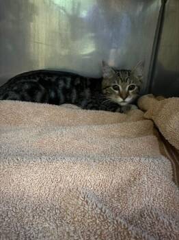 BUBBLES -  Domestic Short Hair Cat for Adoption in Santa Cruz, California - BUBBLES | PetCurious