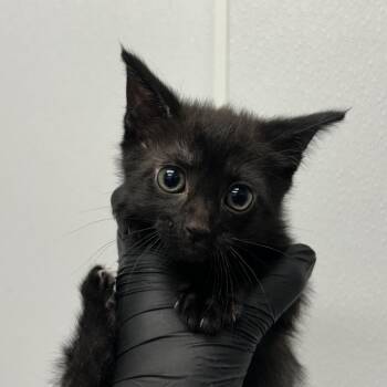 Cowboy -  Domestic Short Hair Cat for Adoption in Abilene, Texas - Cowboy | PetCurious