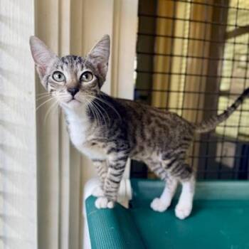 Higgens -  Domestic Short Hair Cat for Adoption in Honolulu, Hawaii - Higgens | PetCurious