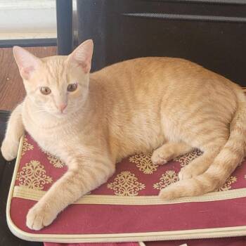 Samson -  Domestic Short Hair Cat for Adoption in Chicago, Illinois - Samson | PetCurious