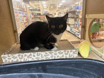 Gallarina -  Domestic Short Hair Cat for Adoption in Wheaton, Illinois - Gallarina | PetCurious