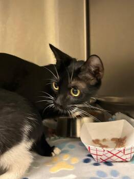 2026-09-018 -  Domestic Short Hair Cat for Adoption in Winder, Georgia - 2026-09-018 | PetCurious