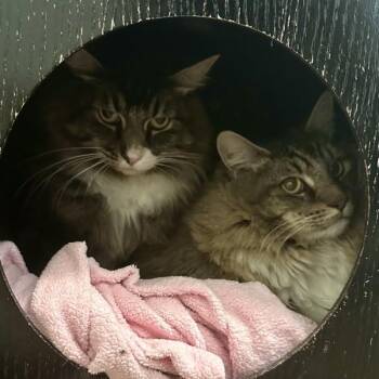 Frank -  Domestic Medium Hair Cat for Adoption in Walnut Creek, California - Frank | PetCurious