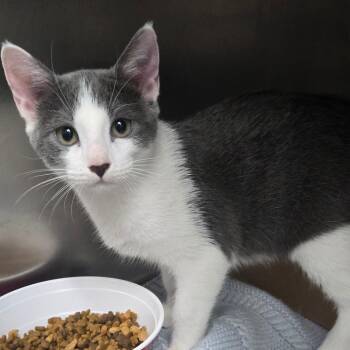 Silverback -  Domestic Short Hair Cat for Adoption in Newark, New Jersey - Silverback | PetCurious