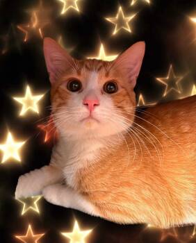 Domestic Short Hair Cats Available for Adoption - Post Malone | PetCurious