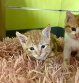 Domestic Short Hair Cats Available for Adoption in Minot, North Dakota - Thunder | PetCurious