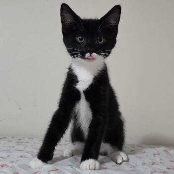 Cove -Preadoption ONLY -  Domestic Short Hair Cat for Adoption in Chilliwack, British Columbia - Cove -Preadoption ONLY | PetCurious