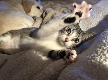 Rescue American Shorthair and Tabby Cats for Adoption in Austin, Texas - Yancy (CL-D) | PetCurious
