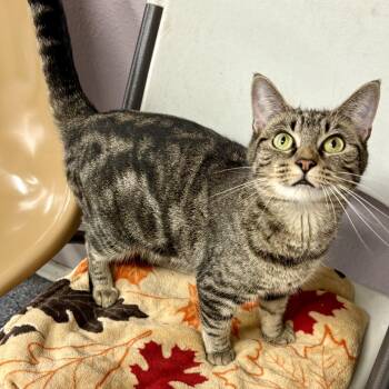 Rescue Tabby Cats for Adoption in Charles City, Iowa - Honeycomb | PetCurious