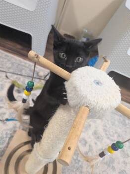 Luna 2 -  Domestic Short Hair Cat for Adoption in North Richland Hills, Texas - Luna 2 | PetCurious