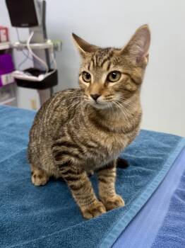 Rescue Tabby Cats for Adoption in Gainesville, Florida - Gerald | PetCurious