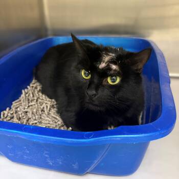 Domestic Short Hair Cats Available for Adoption - Lucille- #50435 | PetCurious