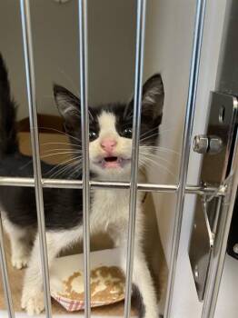 BUSTER -  Domestic Short Hair Cat for Adoption in Palmetto, Florida - BUSTER | PetCurious
