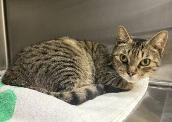 Plaid -  Domestic Short Hair Cat for Adoption in Watkinsville, Georgia - Plaid | PetCurious