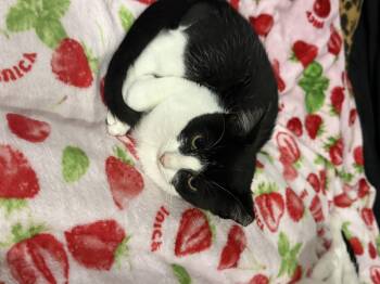 Rescue Domestic Short Hair Cats for Adoption - Speedy | PetCurious