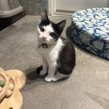 Aedion -  Domestic Short Hair Cat for Adoption in Treasure Island, Florida - Aedion | PetCurious